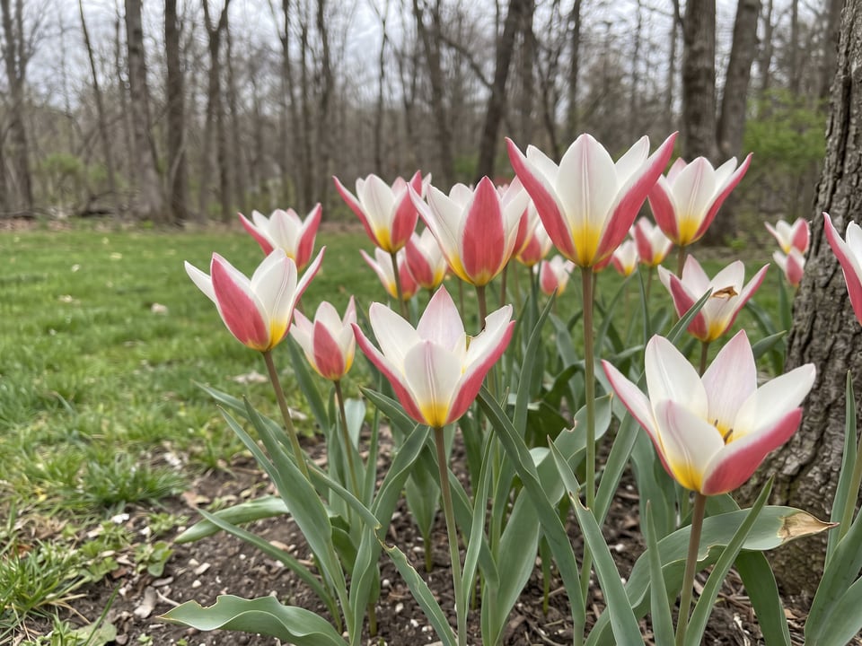 Lady Jane tulip plants in bloom in a garden