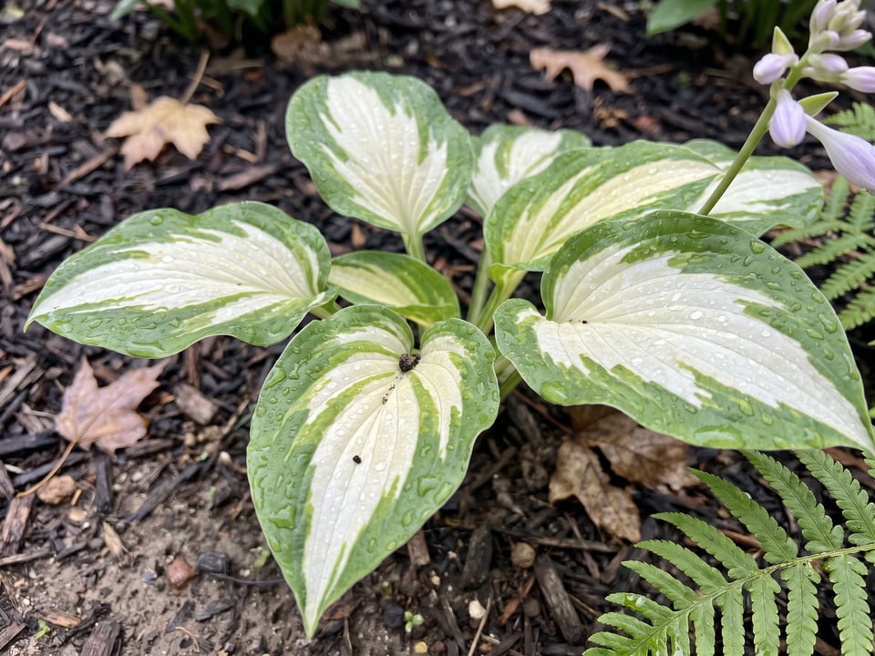 Leaves of Lakeside Paisley Print hosta up close