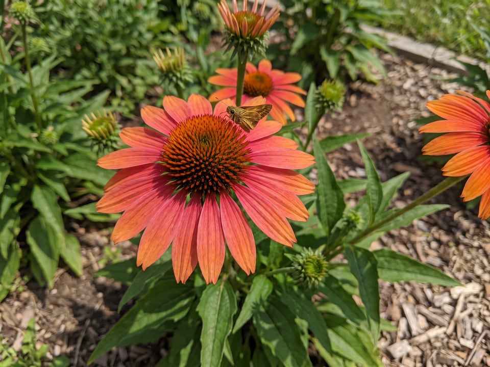 A Lakota Fire coneflower flower up close on the plant