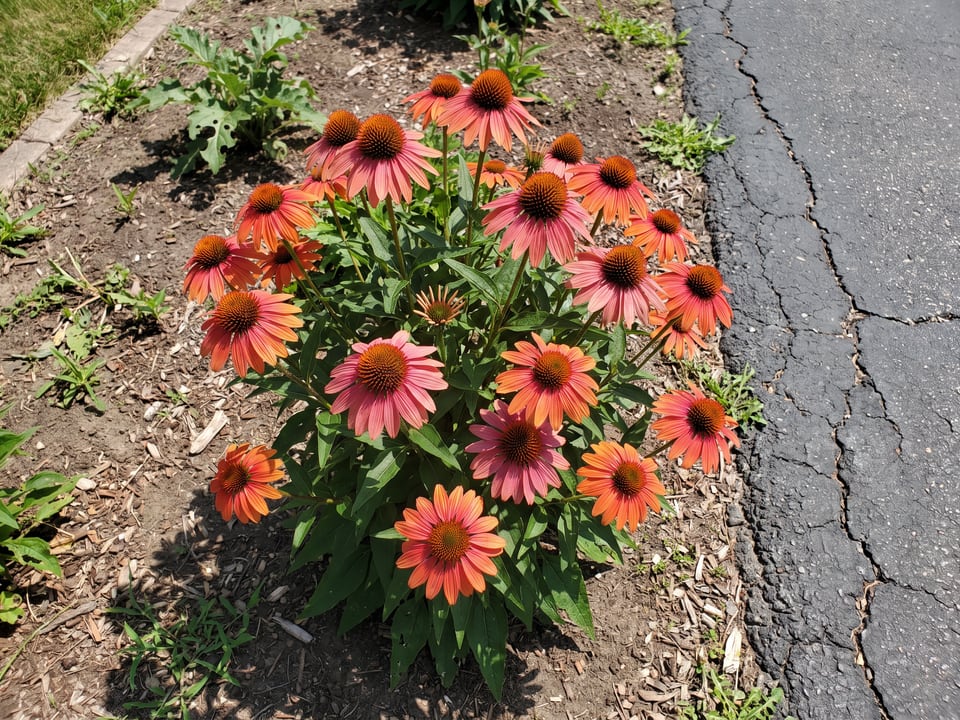 Lakota Fire coneflower plants in bloom in a garden
