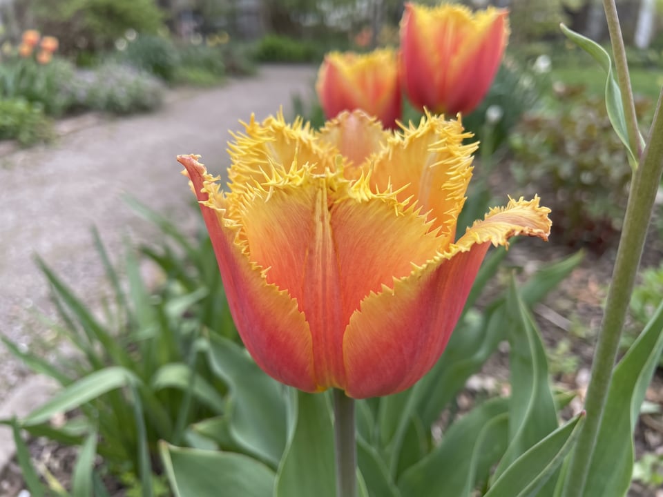 A Lambada tulip flower up close on the plant