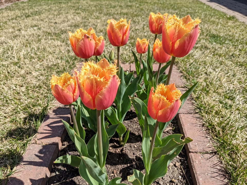 Lambada tulip plants in bloom in a garden