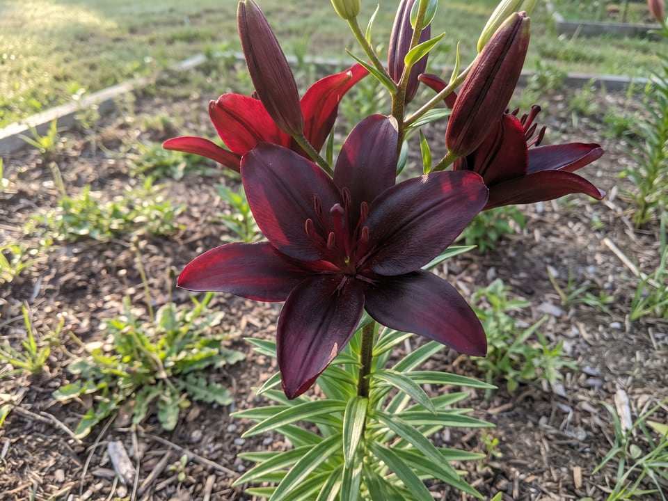 A Landini lily flower up close on the plant
