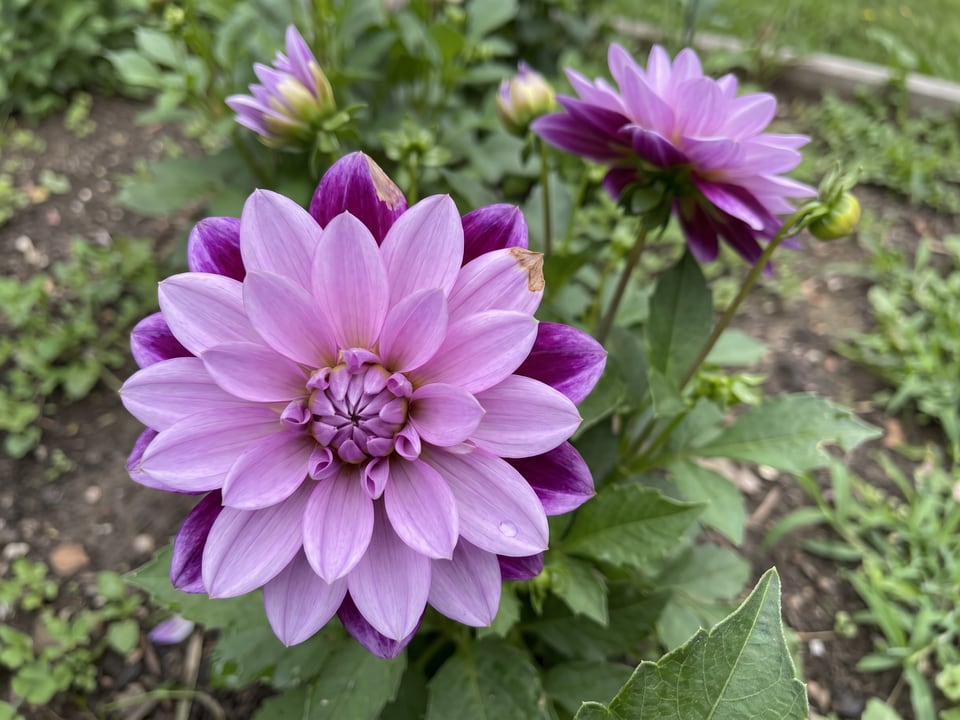 A Lauren Michele dahlia flower up close on the plant
