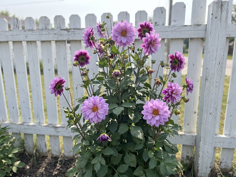 Lauren Michele dahlia plants in bloom in a garden