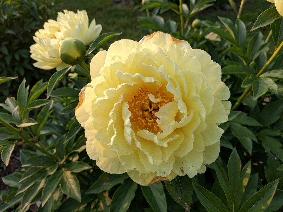 A Lemon Chiffon peony flower up close on the plant