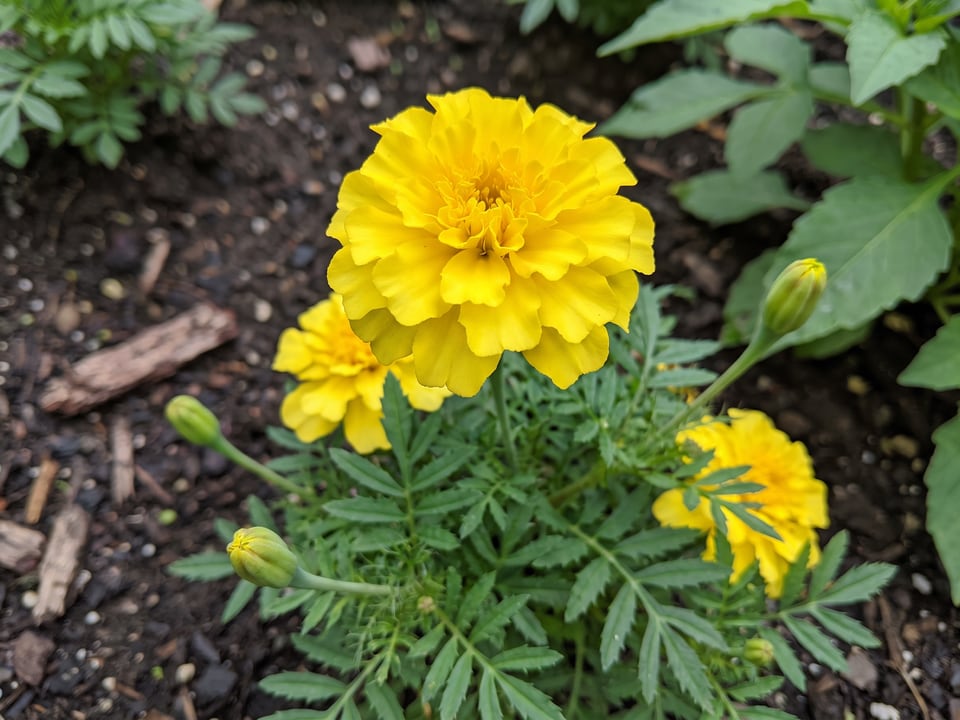 A Lemon Drop marigold flower up close on the plant