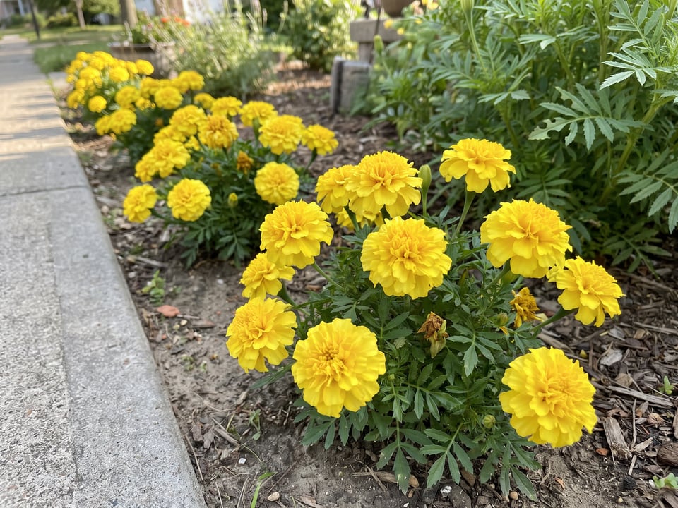 Lemon Drop marigold plants in bloom in a garden