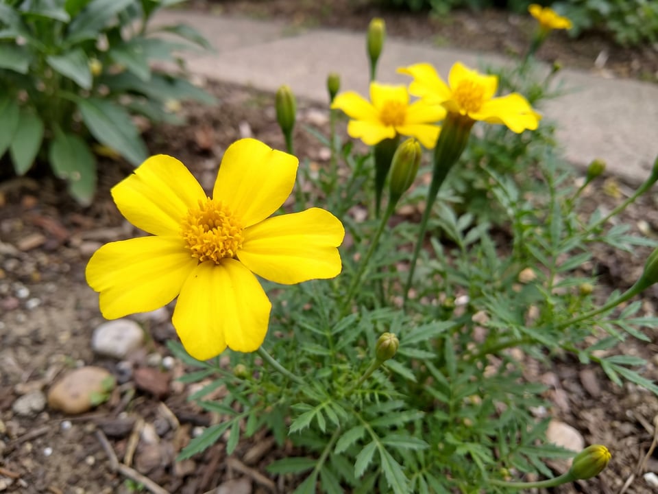 A Lemon Gem marigold flower up close on the plant