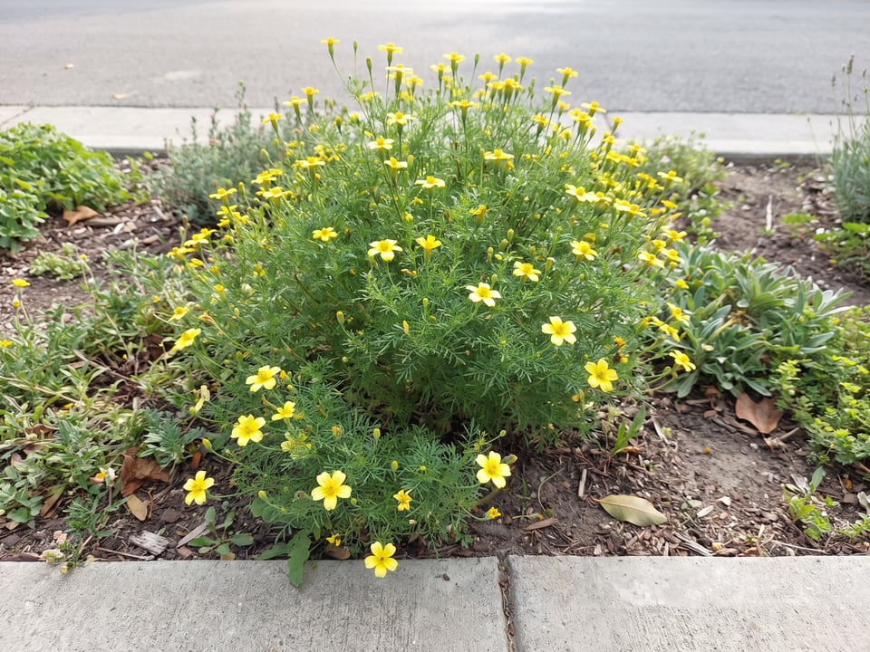 Lemon Gem marigold plants in bloom in a garden