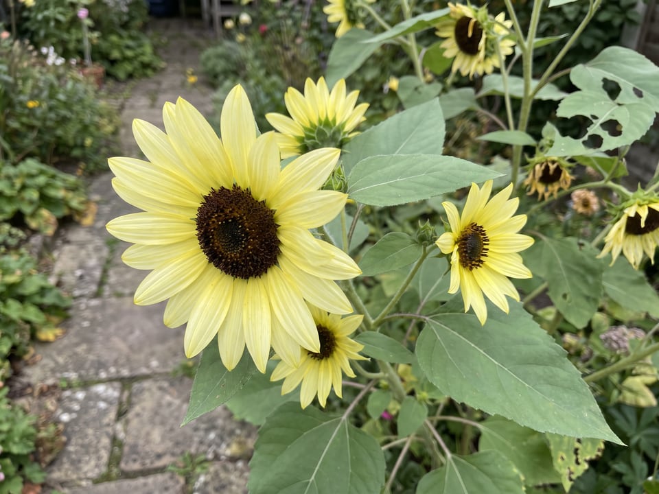 A Lemon Queen sunflower flower up close on the plant