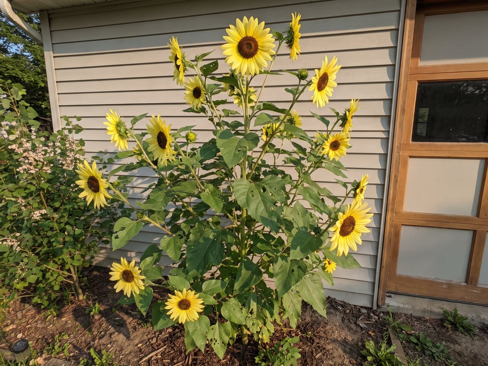 Lemon Queen sunflower plants in bloom in a garden