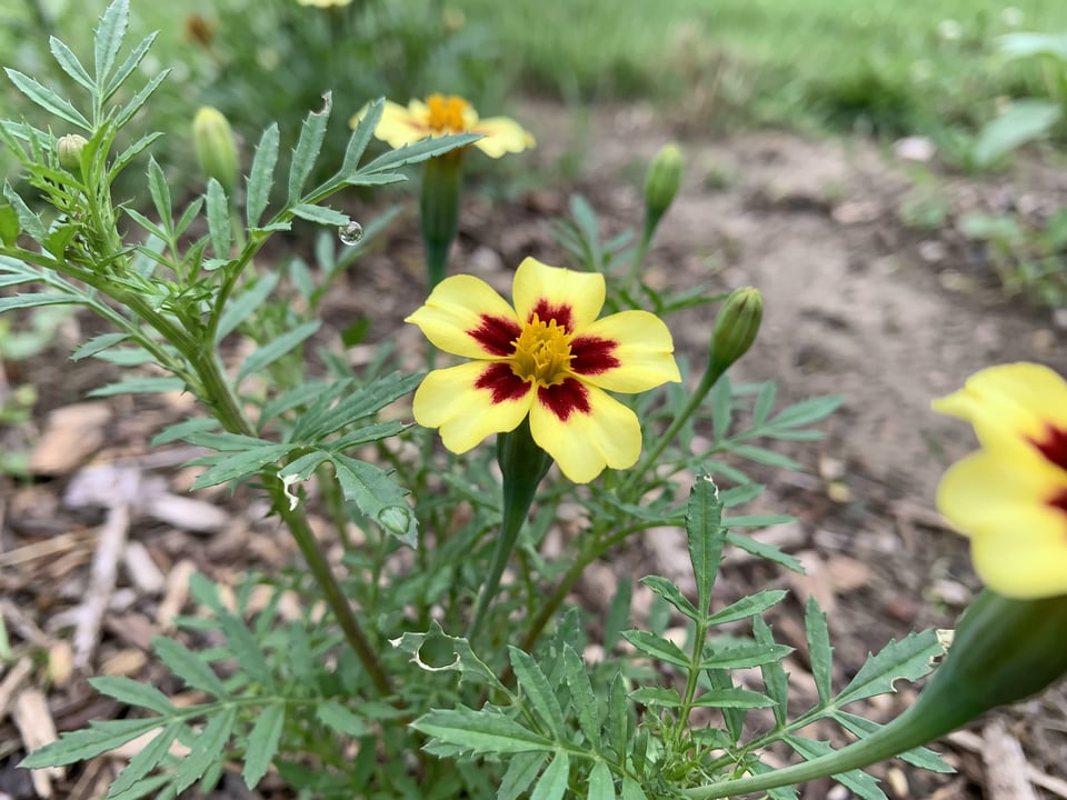 A Lemon Star marigold flower up close on the plant