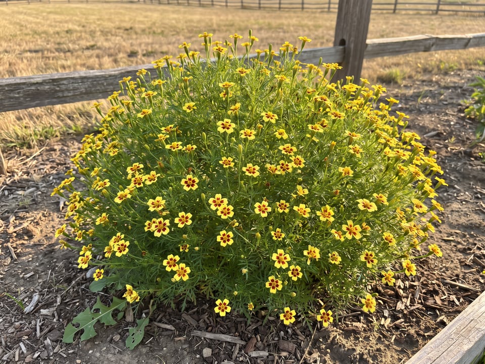 Lemon Star marigold plants in bloom in a garden