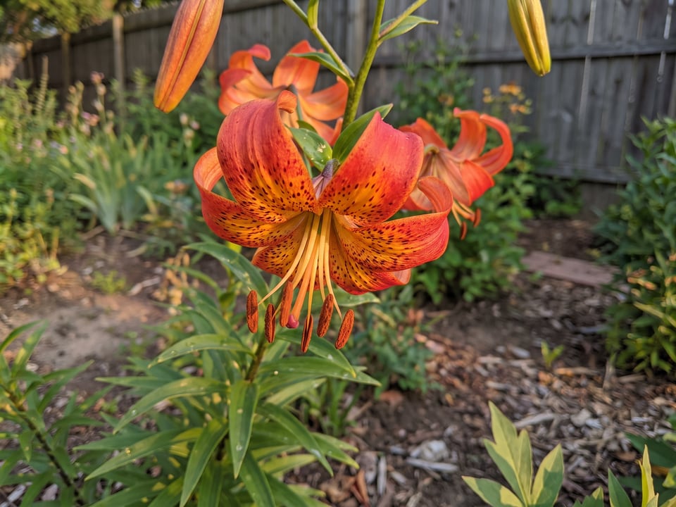 A Leopard lily lily flower up close on the plant