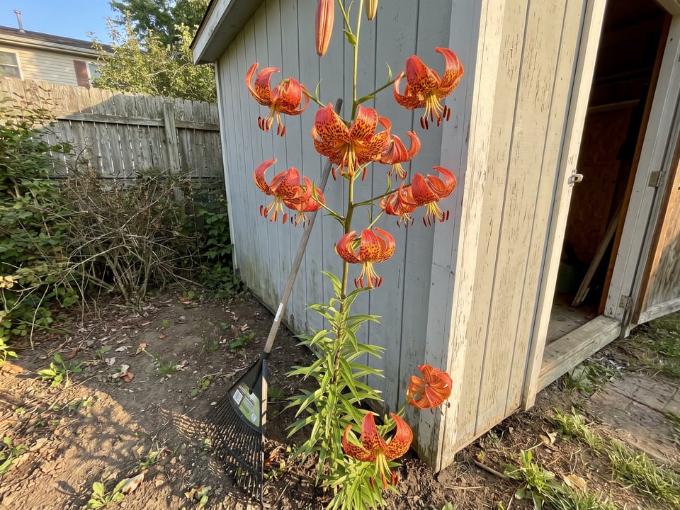 Leopard lily lily plants in bloom in a garden