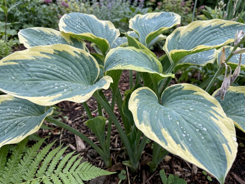 Leaves of Liberty hosta up close