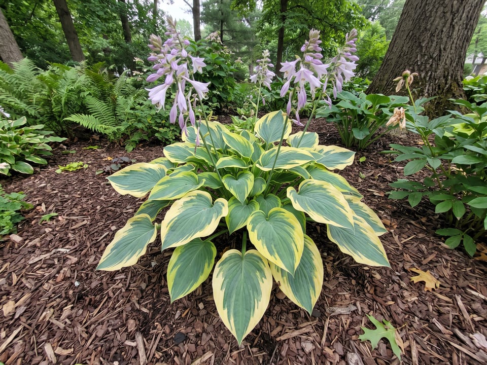 A Liberty hosta clump growing in a shade garden