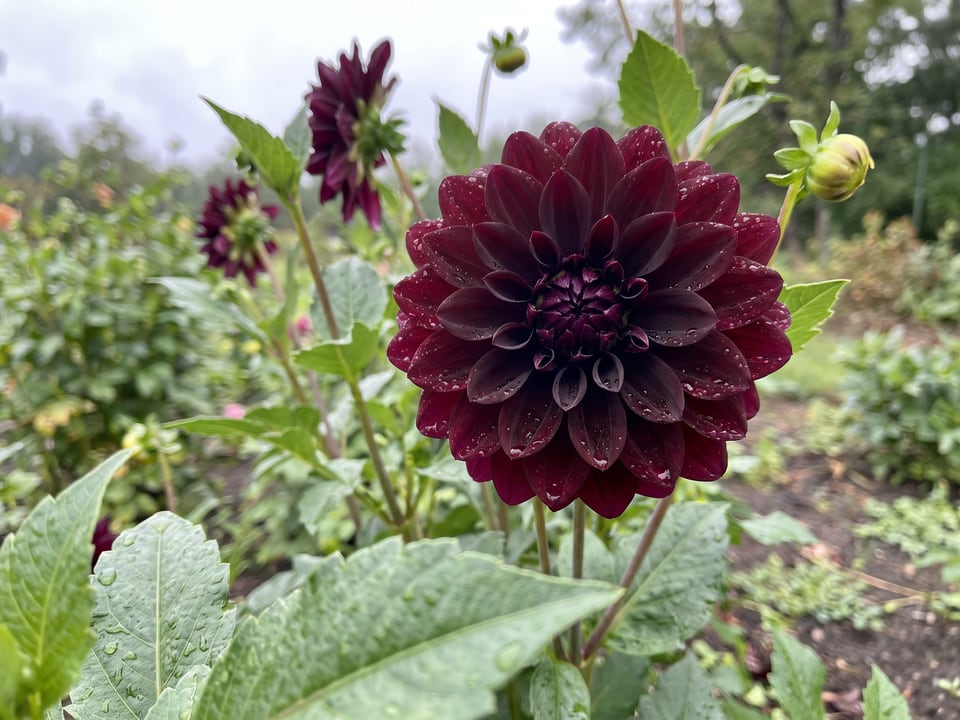 A Lights Out dahlia flower up close on the plant