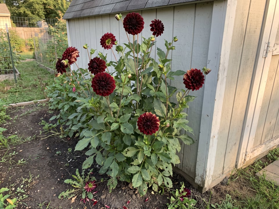 Lights Out dahlia plants in bloom in a garden