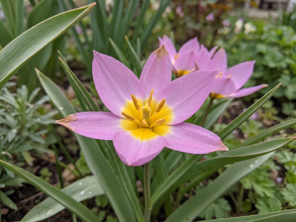 A Lilac Wonder tulip flower up close on the plant