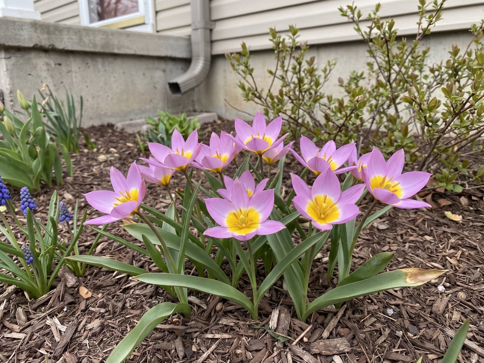 Lilac Wonder tulip plants in bloom in a garden