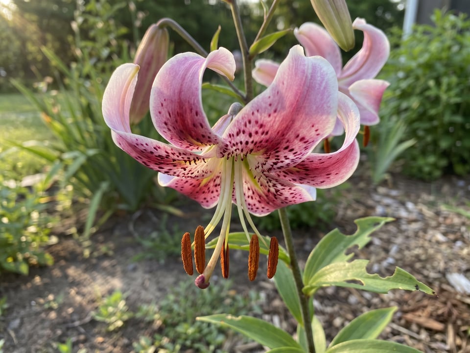 A Lilium martagon lily flower up close on the plant