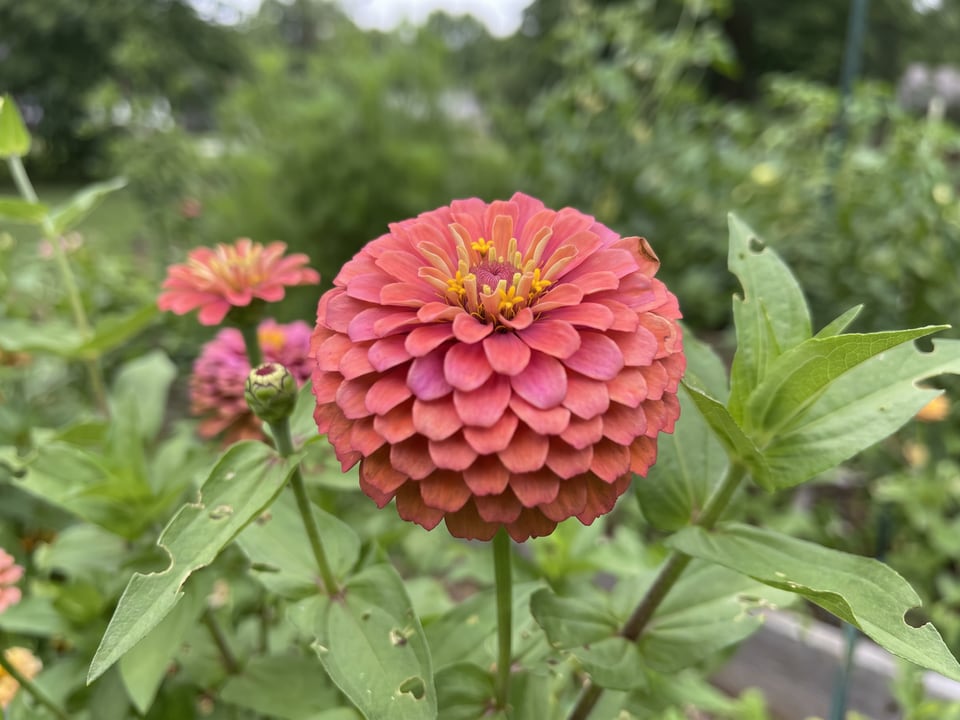 A Lilliput zinnia flower up close on the plant