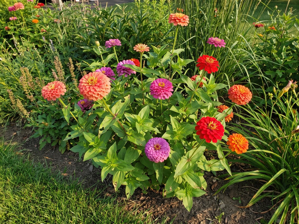 Lilliput zinnia plants in bloom in a garden