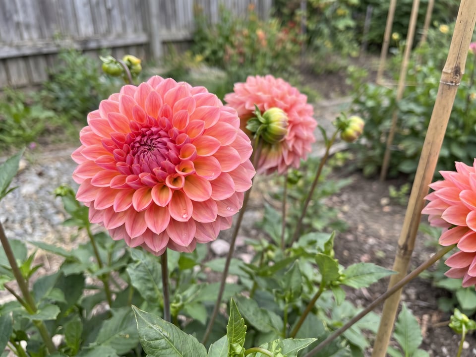 A Linda's Baby dahlia flower up close on the plant