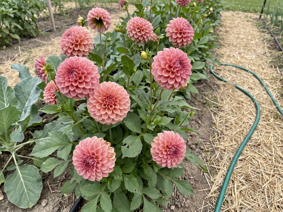 Linda's Baby dahlia plants in bloom in a garden