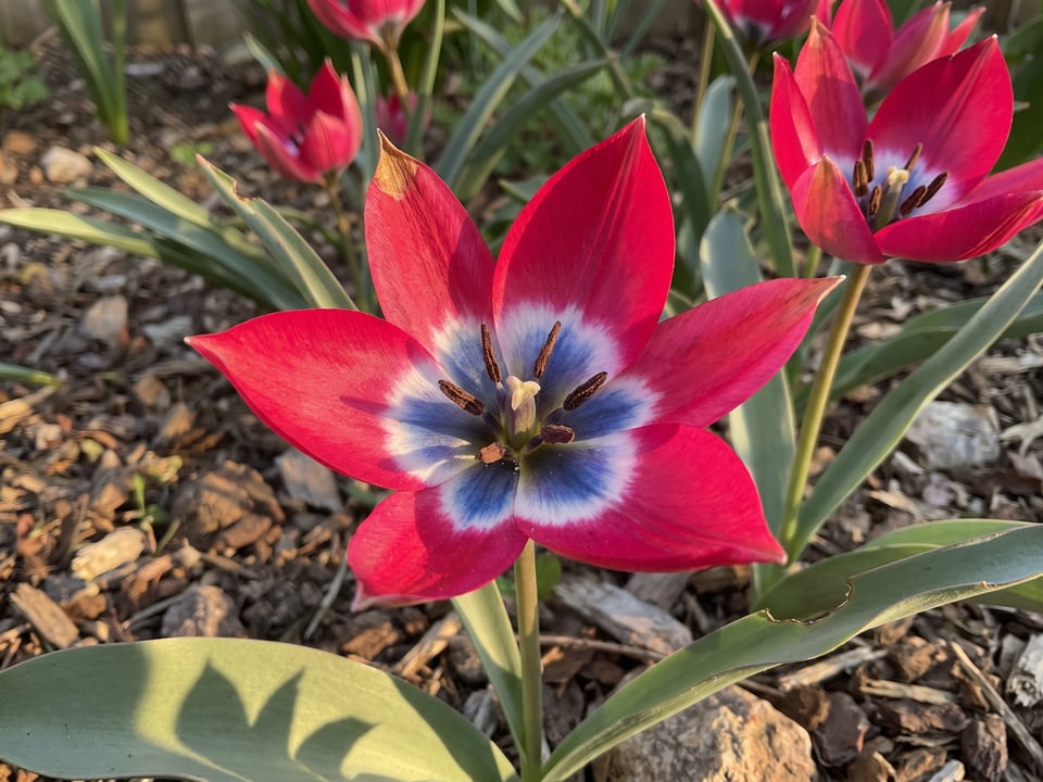 A Little Beauty tulip flower up close on the plant