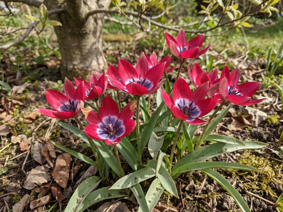 Little Beauty tulip plants in bloom in a garden