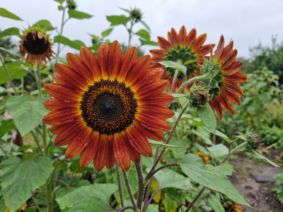 A Little Becka sunflower flower up close on the plant