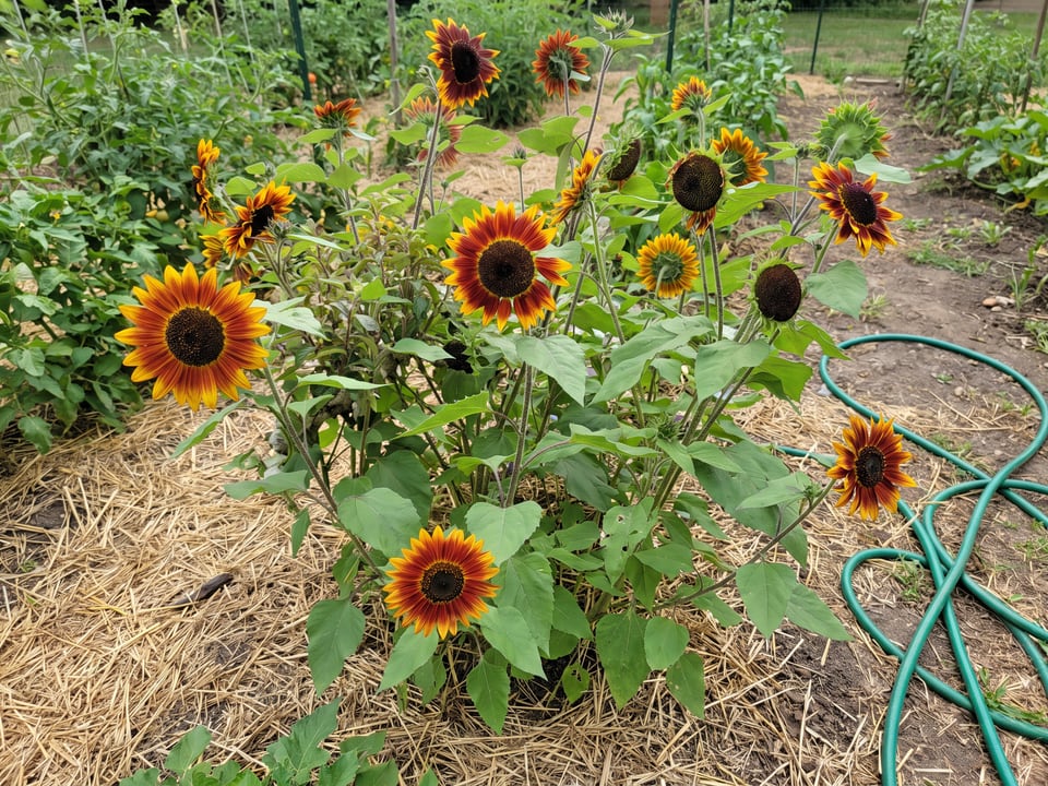 Little Becka sunflower plants in bloom in a garden