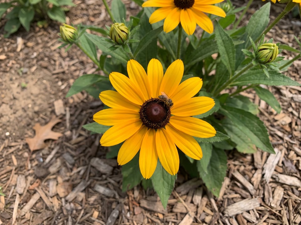 A Little Goldstar black-eyed Susan flower up close on the plant