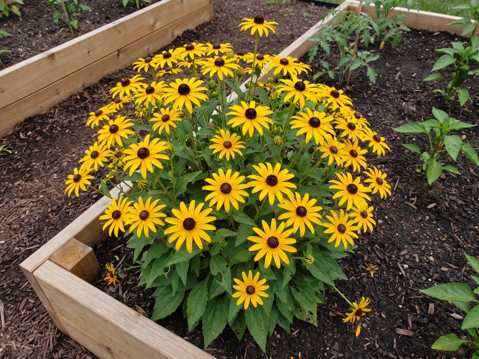 Little Goldstar black-eyed Susan plants in bloom in a garden
