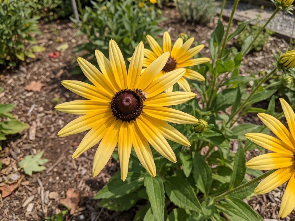 A Little Henry black-eyed Susan flower up close on the plant