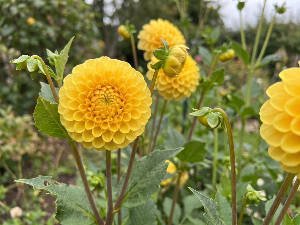 A Little Scottie dahlia flower up close on the plant