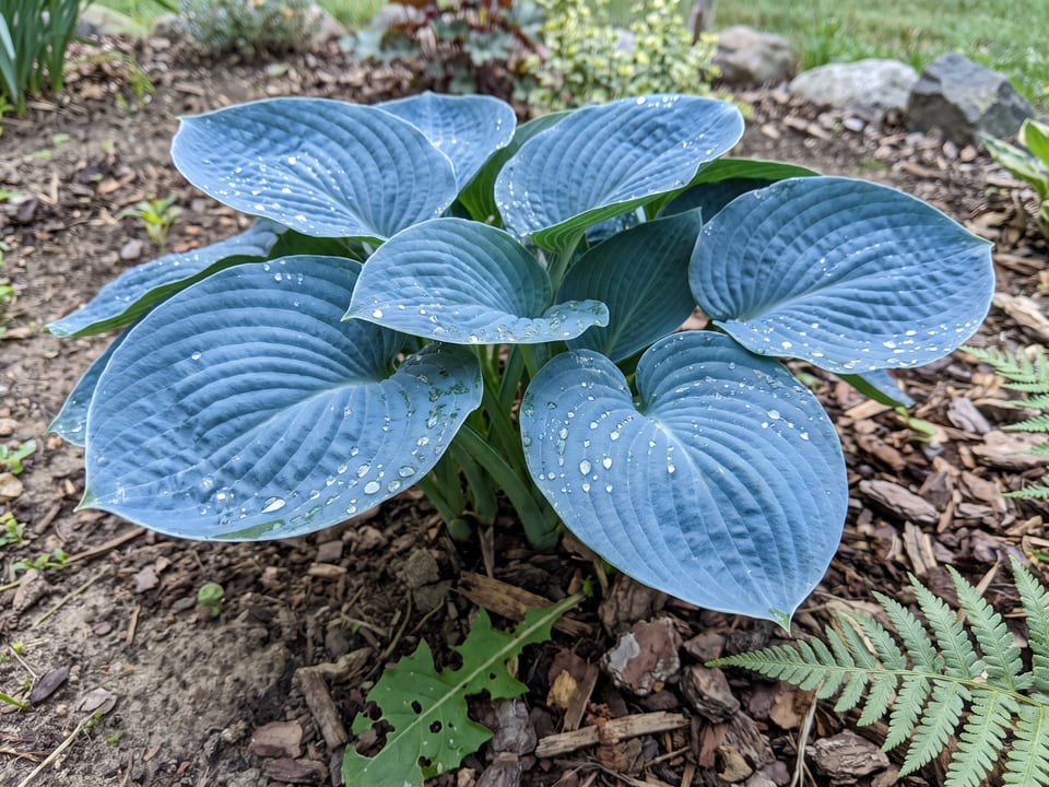 Leaves of Love Pat hosta up close