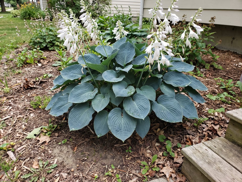 A Love Pat hosta clump growing in a shade garden