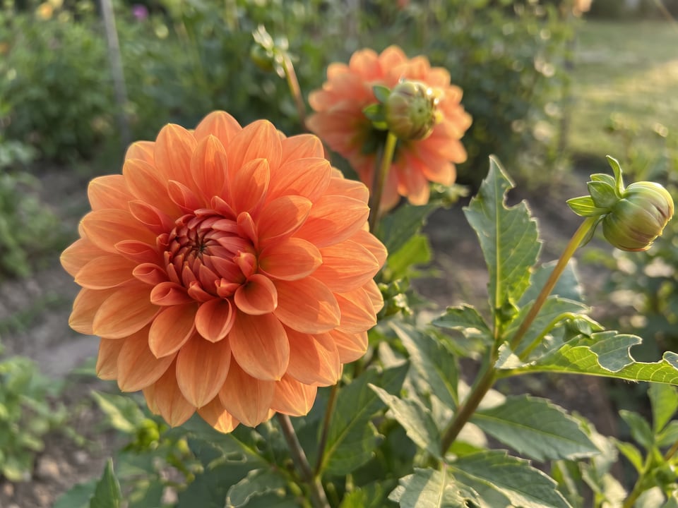 A Maarn dahlia flower up close on the plant