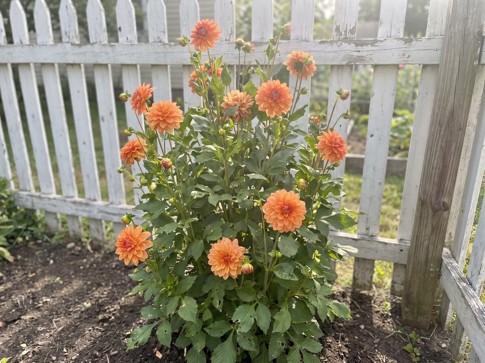 Maarn dahlia plants in bloom in a garden