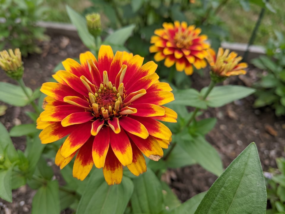 A Macarenia zinnia flower up close on the plant