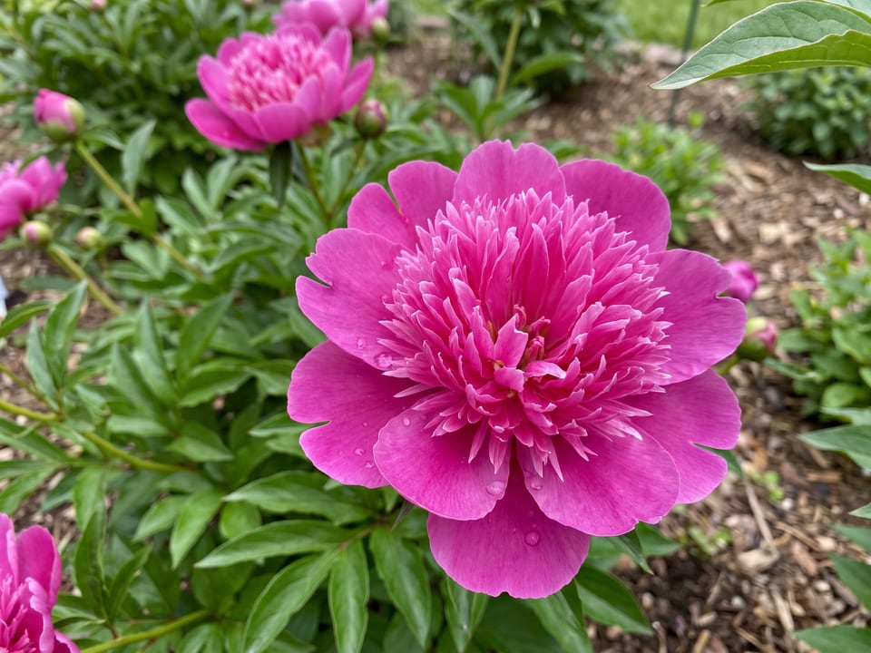 A Madame Butterfly peony flower up close on the plant