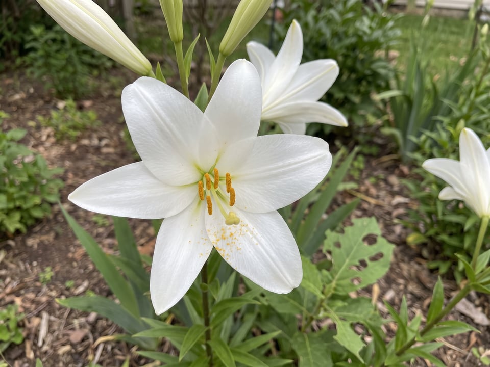 A Madonna lily lily flower up close on the plant