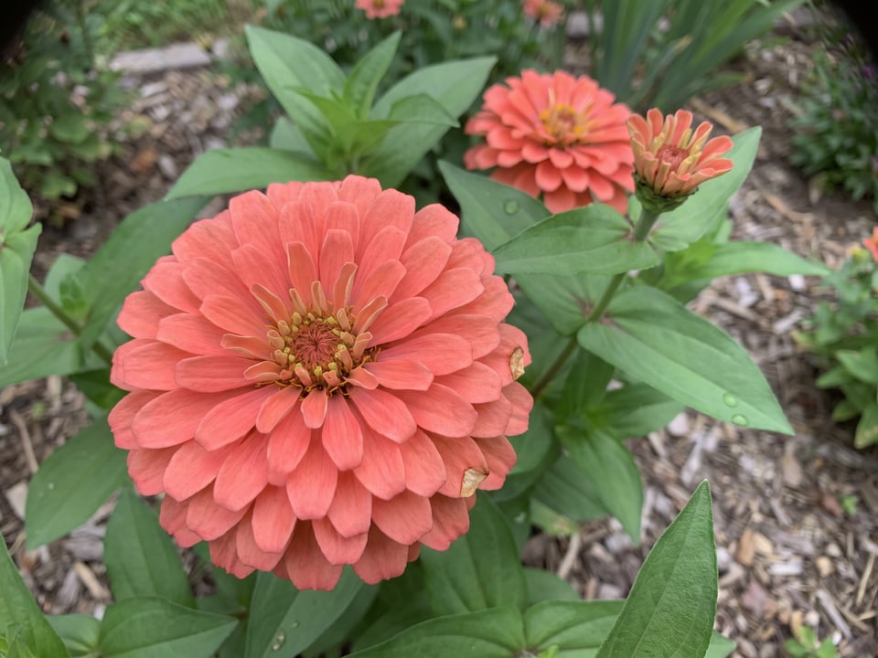 A Magellan zinnia flower up close on the plant