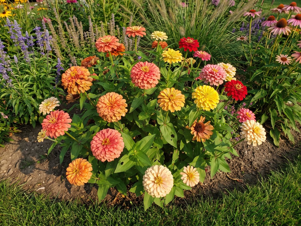 Magellan zinnia plants in bloom in a garden