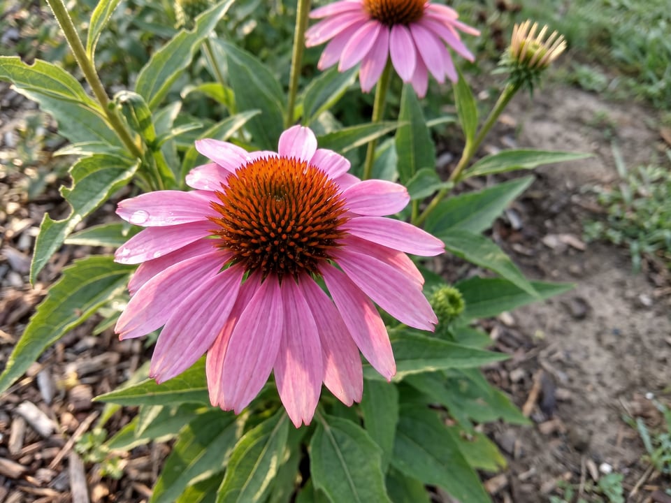 A Magnus coneflower flower up close on the plant