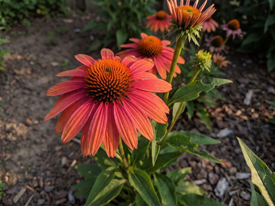 A Mama Mia coneflower flower up close on the plant